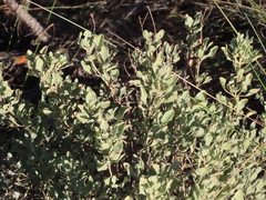 Cistus halimifolius