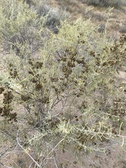 Atriplex canescens canescens
