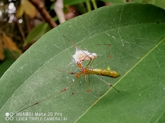Tetragnatha hasselti