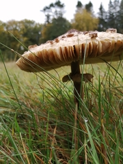 Macrolepiota procera
