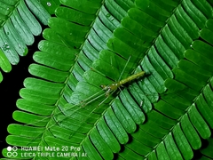 Tetragnatha hasselti