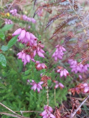 Erica ciliaris