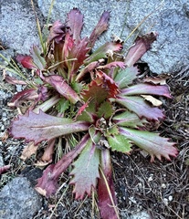 Micranthes petiolaris