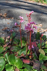 Bergenia crassifolia