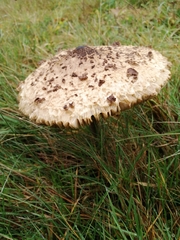 Macrolepiota procera