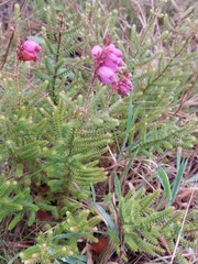 Erica ciliaris