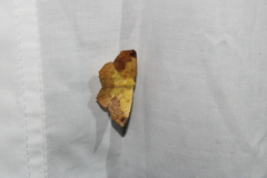 Antepione thisoaria
