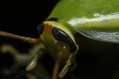 Panchlora