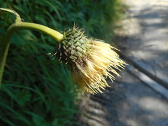 Cirsium erisithales