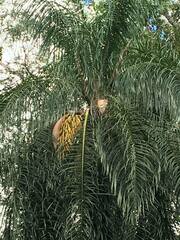 Acrocomia intumescens