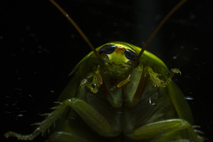 Panchlora