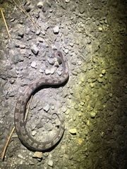 Asthenodipsas malaccanus