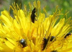 Brassicogethes aeneus