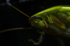 Panchlora