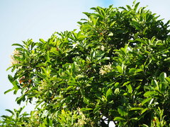 Buchanania arborescens