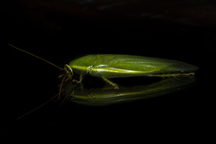 Panchlora