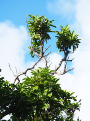 Buchanania arborescens