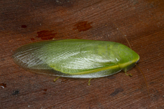 Panchlora