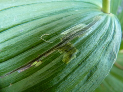 Parallelomma vittatum