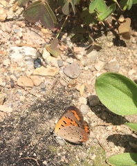 Lycaena phlaeas hypophlaeas