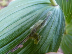 Parallelomma vittatum