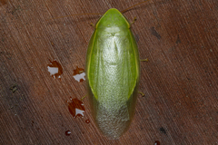 Panchlora