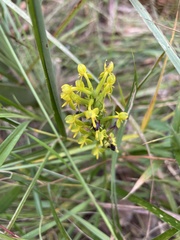 Habenaria chlorina