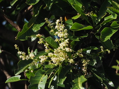 Buchanania arborescens