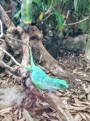 Brachylophus bulabula