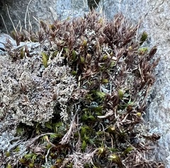 Selaginella rupestris