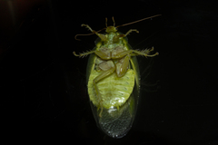 Panchlora