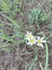 Nothoscordum gracile