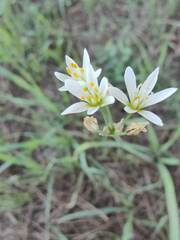 Nothoscordum gracile