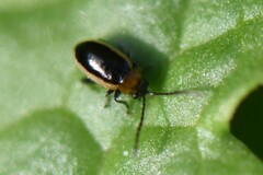 Longitarsus dorsalis
