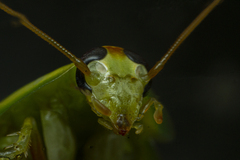 Panchlora