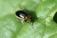 Longitarsus dorsalis