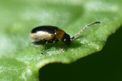 Longitarsus dorsalis