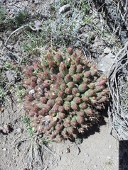 Maihueniopsis ovata