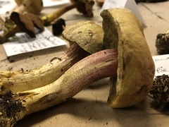 Boletus smithii