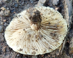 Neolentinus adhaerens