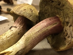 Boletus smithii