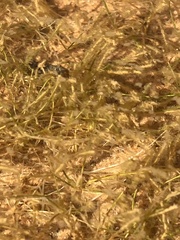 Hydrilla verticillata