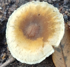 Neolentinus adhaerens
