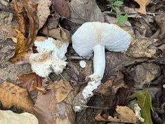 Tricholoma columbetta