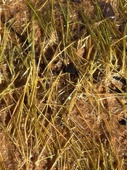 Hydrilla verticillata