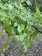 Fraxinus albicans