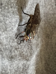 Tabanus trimaculatus