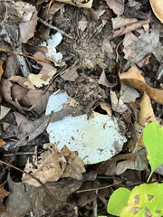 Tricholoma columbetta
