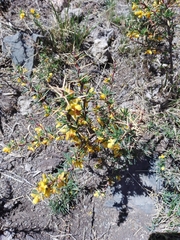 Berberis empetrifolia
