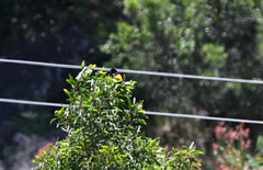 Euplectes capensis capensis